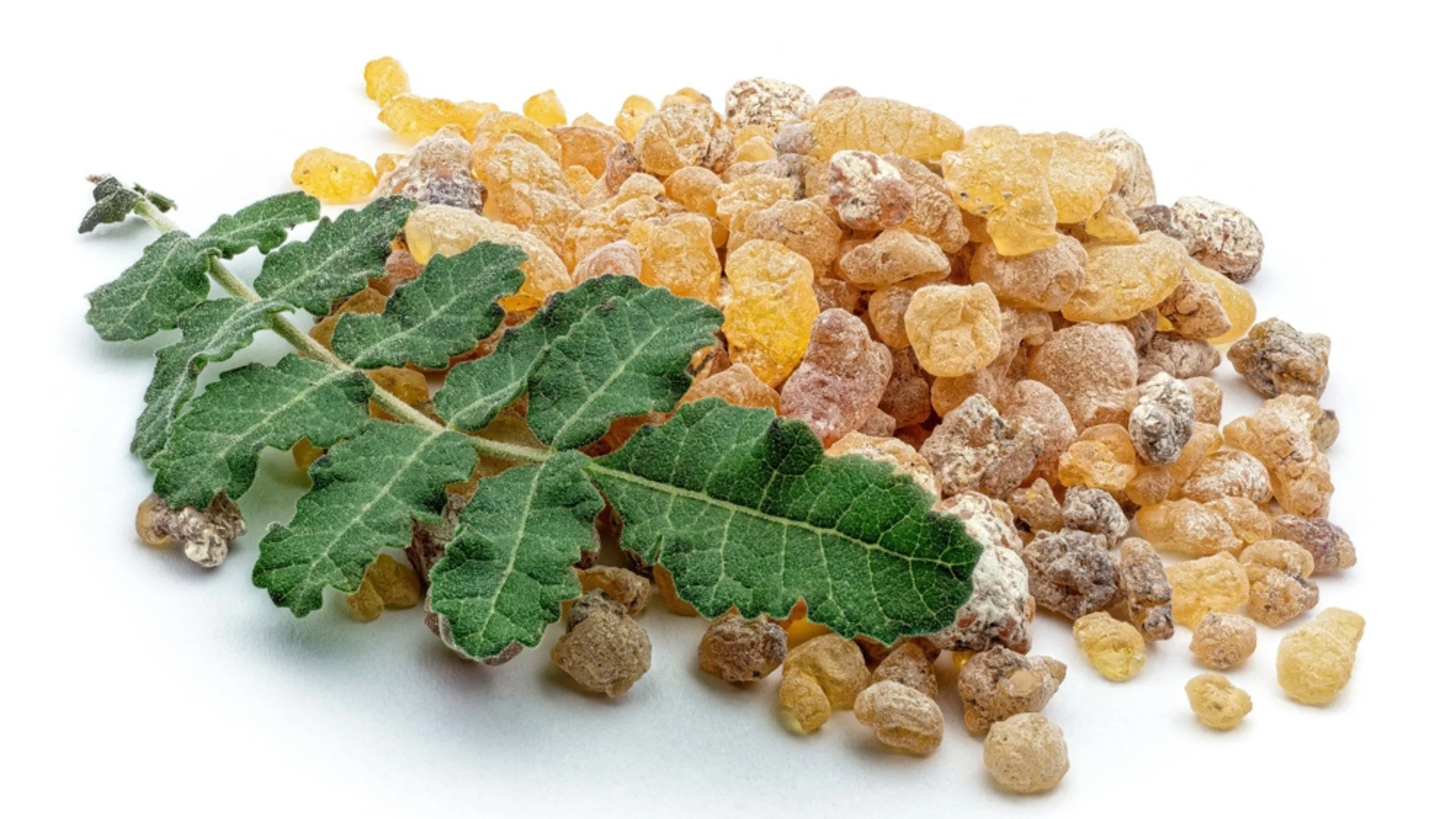 Boswellia