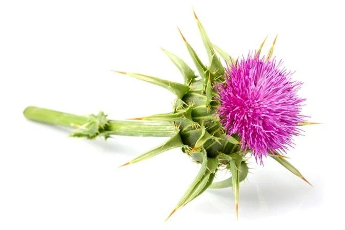 Milk Thistle